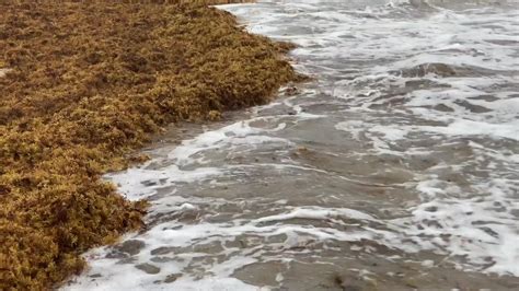 Experiencing the Wonder of Seaweed at Fernandina Beach